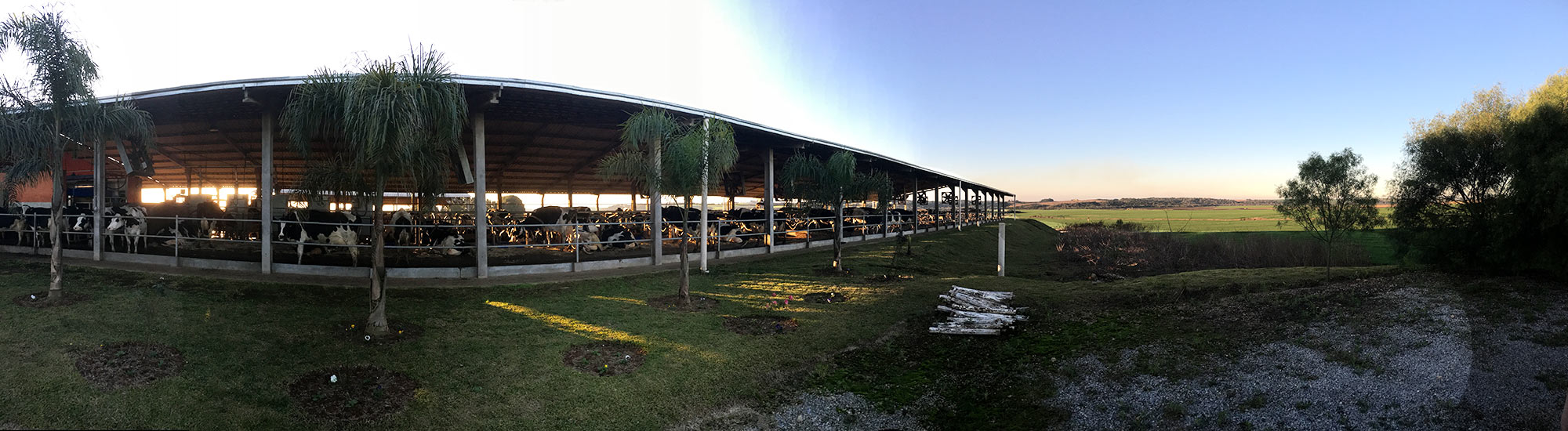 koeien in een stal buiten