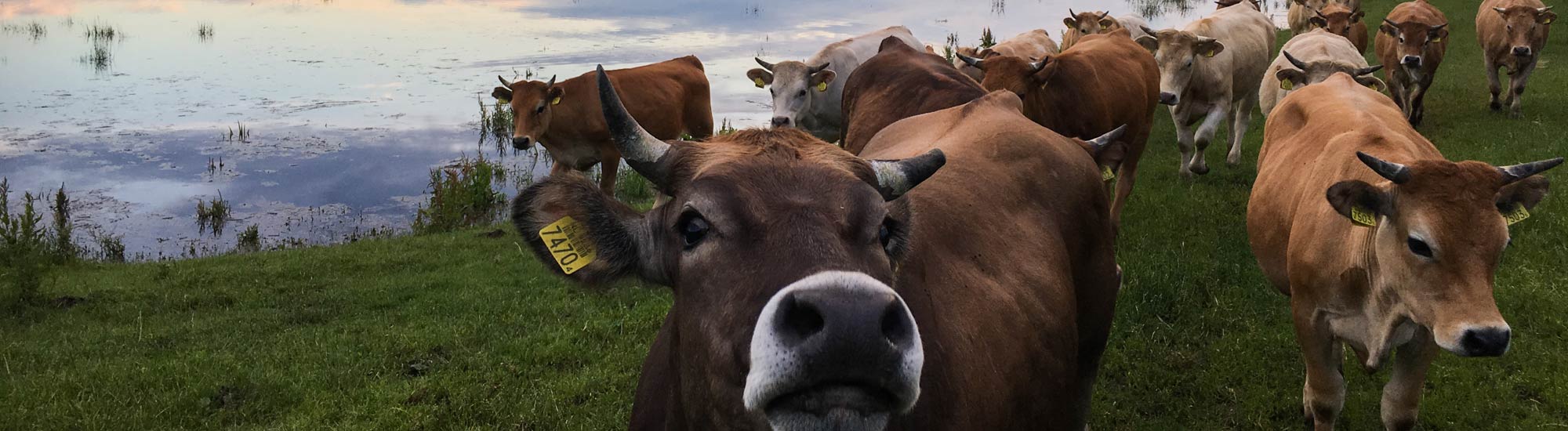 koeien in wei