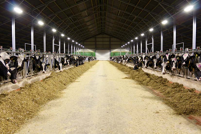 verlichting in koeienstal